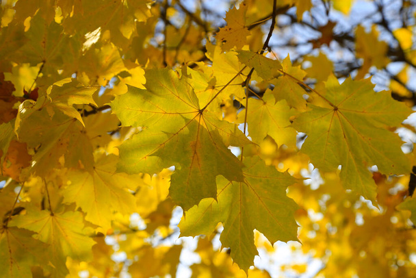 太陽の光で照らされた明るい黄色の葉を持つ秋のカエデの木の枝、クローズアップ - 写真・画像