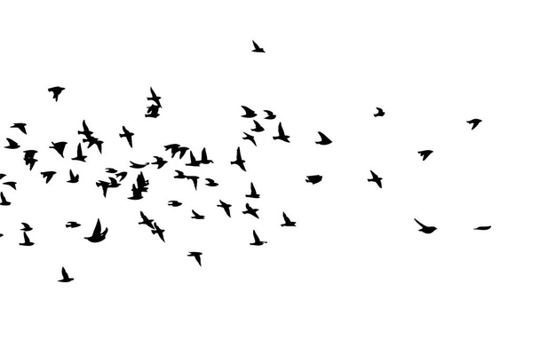 Ein Schwarm fliegender Vögel. Freie Vögel. Vektorillustration - Vektor, Bild