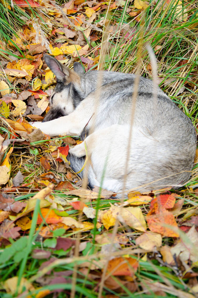 Utcai kutya lehullott levelekben és fűben alszik. Hajléktalan szürke kutya fekszik a sokszínű száraz levél. Az állatok túlélésének koncepciója a szabadban. Az állat védelme - életek mentése. - Fotó, kép