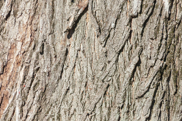 Texture della corteccia di un vecchio albero nel parco per sfondi - Foto, immagini