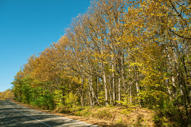 Asphalt road against a background of yellow-green trees and blue sky - Фото, зображення