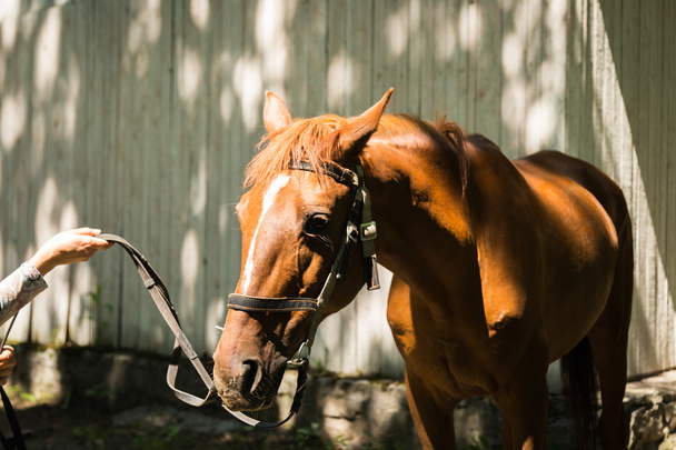 Horse with bridle - Valokuva, kuva