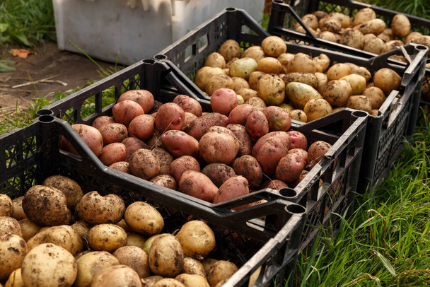 Harvesting potatoes. Raw potatoes in plastic boxes standing on the ground. - Foto, immagini