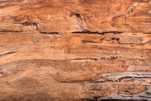 texture of bark wood use as natural background - Valokuva, kuva