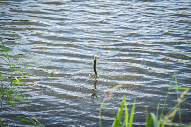 fishing rod in lake with grass - Photo, Image