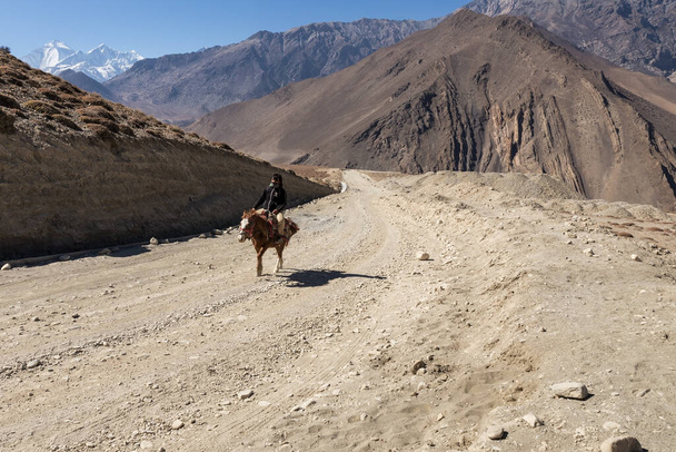 Kagbeni, Mustang District, Nepal - November 19, 2016: Nepalese rider on a horse rides along a road in the Himalayas. Muktinath Sadak - Foto, afbeelding