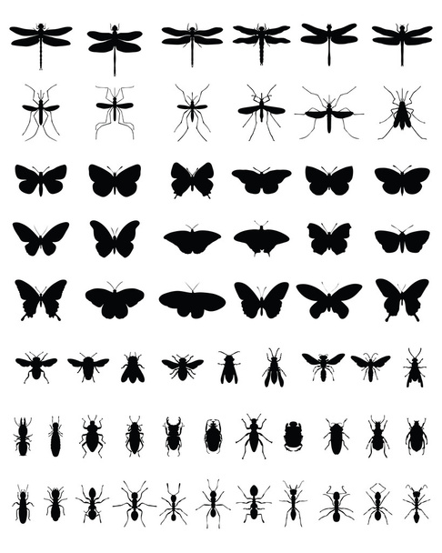 Insectos 2
 - Vector, Imagen