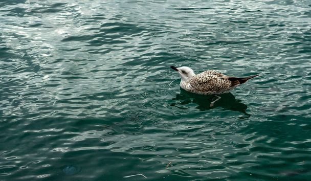 Seagull swimming in green sea alone - Фото, изображение