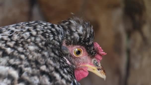 Sluiten van kip buiten. Portret van een kip gesloten op de boerderij. - Video