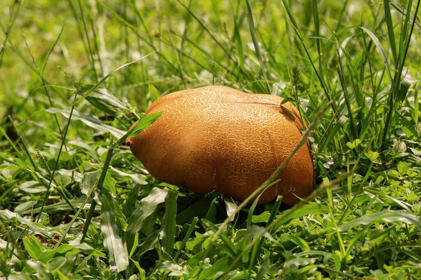 A brown mushroom on green grass, in shallow focus - Фото, изображение