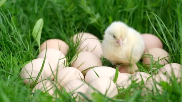 Mignon petit poulet drôle avec des œufs sur une pelouse verte. - Séquence, vidéo