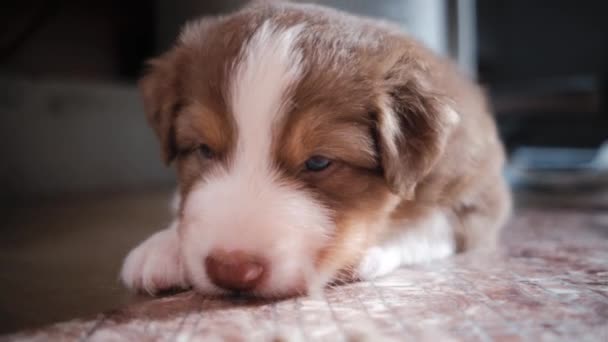 Kafasında beyaz çizgiler olan sevimli köpek yavrusu Avustralyalı Avustralyalı üç renkli odada yerde yatıyor ve uyumaya çalışıyor. Avustralyalı çoban kulübesi. 4K köpek videosu. Yavru köpek yorgundu ve dinlenmek için uzandı.. - Video, Çekim