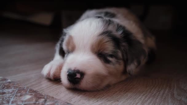 オーストラリアのシェパードブルーメルルの子犬は床で甘く眠り、前方へと足を伸ばし、喜びで目を閉じます。オージー犬の最も珍しいと面白い色。赤い斑点のある灰色. - 映像、動画