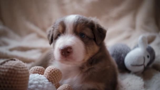 Australian Shepherd puppy red tricolor with white stripe on its head lies on sheepskin blanket and plays with two toy sheep. Aussie puppy sharpens his teeth and nibbles toys. Shepherd kennel. - Footage, Video