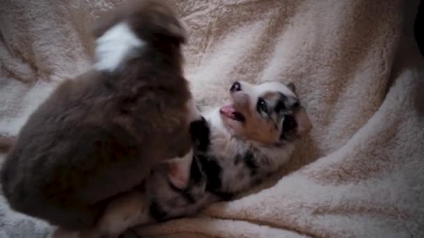 オーストラリアの羊飼いの犬の赤い三色の2つの子犬と白い毛布の上で青いマール遊び。オージー子犬は歯の助けを借りて互いに社交し、研究します。犬小屋. - 映像、動画