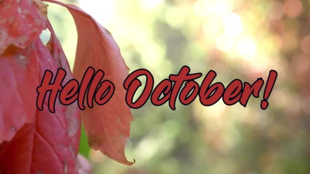 Merhaba Ekim metin animasyonu sonbahar arka planında. 4K Çözünürlük (Ultra HD). - Video, Çekim