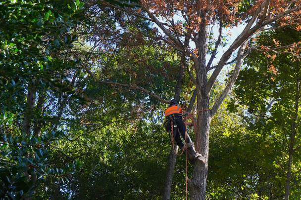 Ağaççı ağaç kesme hazırlığı için ölü bir ağaca tırmanıyor. - Fotoğraf, Görsel