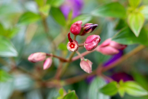 vista del brote de flores de tibouchina con gota de agua en él - Foto, imagen