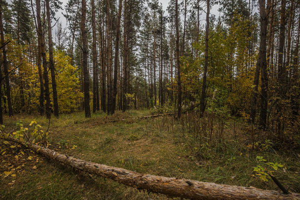 autumn nature of Sursky krai.  - Foto, imagen