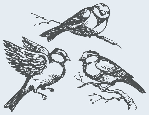 Vector freehand drawing. Tits, sparrows and bullfinches on branc - Вектор, зображення