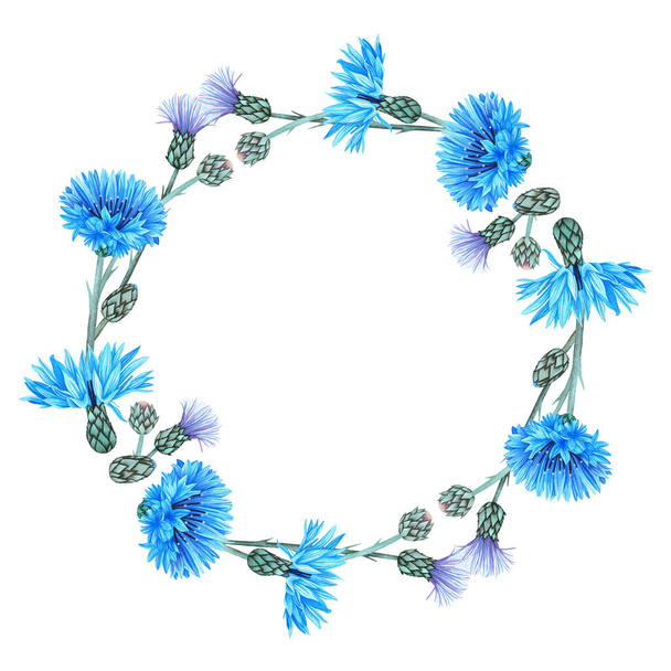 Wreath of cornflowers. Watercolor botanical illustration included in the collection of wildflowers. Isolated image on a white background. For your design of fabrics, greeting cards, gift packages, stationery, accessories. - Фото, изображение