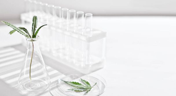 Cannabis de maconha medicinal Cbd, THC e folhas de cânhamo, tratamento à base de plantas, medicina alternativa. folhas da planta em um vidro de laboratório. - Foto, Imagem
