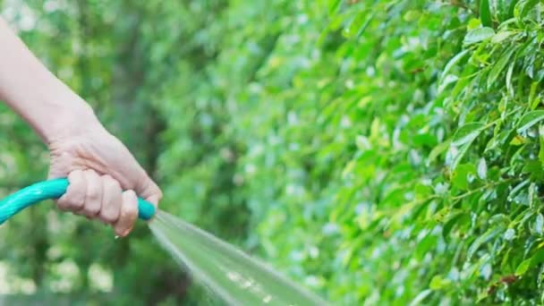 Öntözőfa. A női karok vízpermetező tömlőket használnak. Női kertész tömlővel öntözni a növények és fák a kertben. Víz befecskendezése gumicsövből. A növények öntözése a kertben. - Felvétel, videó