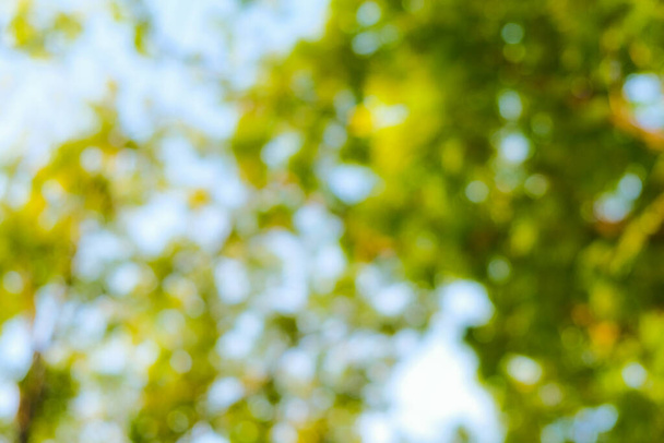 Bulanık yeşil ağaç orman parkı güneşli gün yeşillik arka planı - Fotoğraf, Görsel