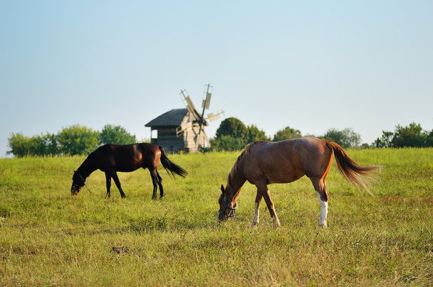 Un moulin historique dans un paysage ukrainien avec deux chevaux
 - Photo, image