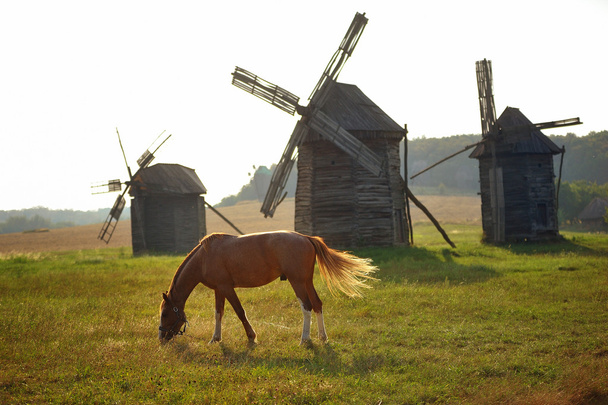 tři historické mlýny v krajině Ukrajina s koněm - Fotografie, Obrázek