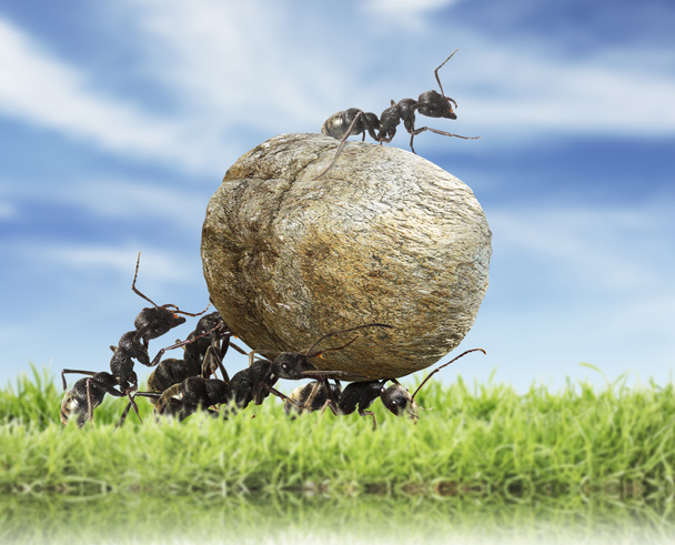 Equipo de hormigas
 - Foto, imagen