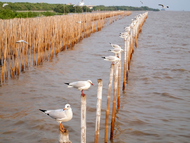 Чайки держатся на бамбуке в море, Таиланд
 - Фото, изображение
