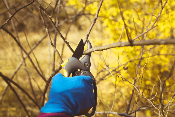 Χέρι κηπουρού κλαδεύοντας δέντρα με ψαλίδια κλαδέματος το φθινόπωρο της φύσης. - Φωτογραφία, εικόνα