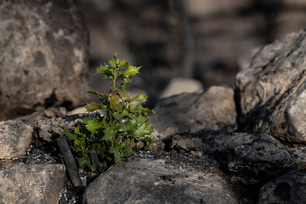 Σπορόφυτα βελανιδιάς φυτρώνουν σε αρχαίο πέτρινο τοίχο μετά από πυρκαγιά στα βουνά της Ιουδαίας κοντά στην Ιερουσαλήμ, Ισραήλ. - Φωτογραφία, εικόνα