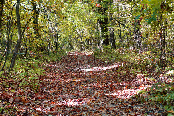 Száraz levelekkel borított széles erdei út. - Fotó, kép