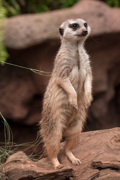 Meerkat face Thoughtful creature thinking in close up - Photo, Image