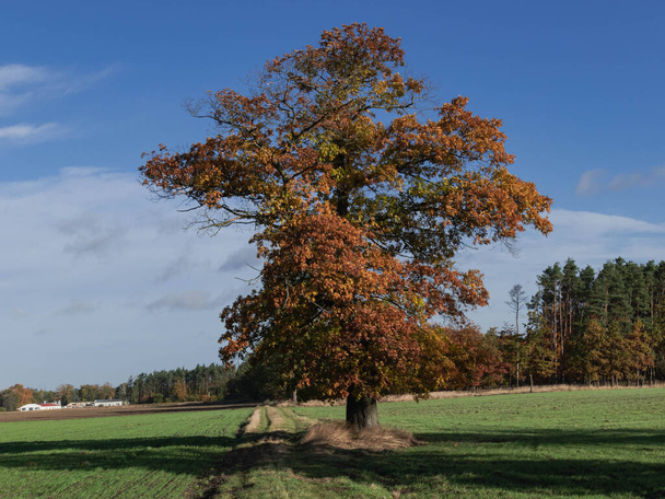 Une vaste plaine, des champs et des prairies. Un grand chêne solitaire pousse à côté du chemin de terre. C'est l'automne, les feuilles sur l'arbre sont sèches et de couleur brune. Il fait beau.. - Photo, image