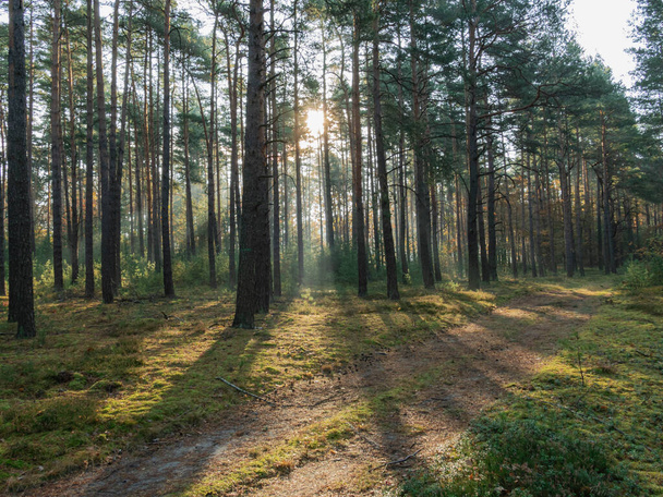 Tall pine forest. It's a misty morning. A haze drifts between the trees. The rays of the rising sun breaking through the fog create picturesque streaks of light. - Photo, Image