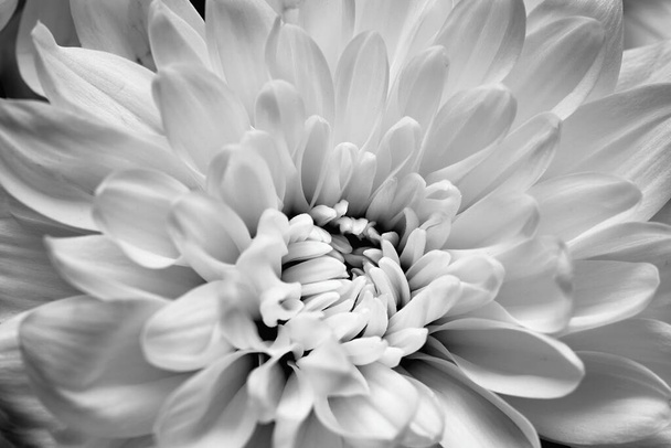 one flower of a white chrysanthemum close-up for an abstract background of monochrome tone - Foto, imagen