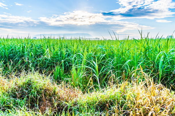 A cukornádnövények a mezőn nőnek - Fotó, kép