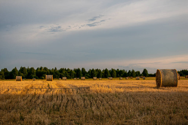 many haystacks lie on the field - Fotografie, Obrázek