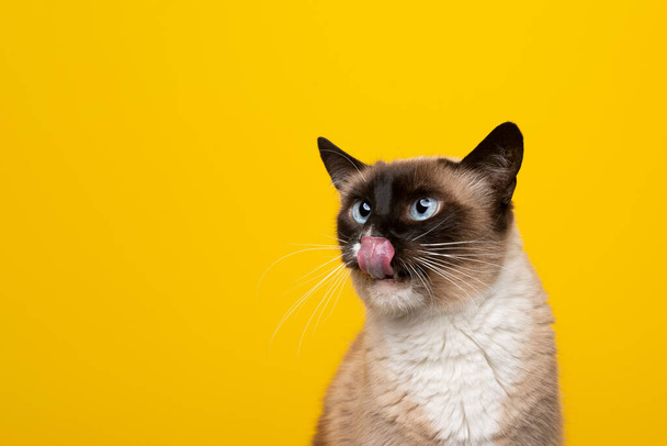 hungry siamese cat licking lips looking to the side on yellow background - Foto, Bild