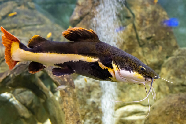 Large colorful fish in the Kazan Aquarium. Tourist places of Kazan. The redtail catfish, Phractocephalus hemioliopterus, is a pimelodid (long-whiskered) catfish. The close-up. - Photo, Image
