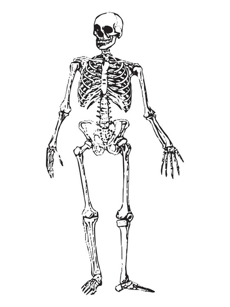 Ilustração vetorial de um esqueleto.  - Vetor, Imagem