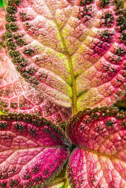 Motif coloré et fourrure douce sur la surface des feuilles de la plante tapis - Photo, image