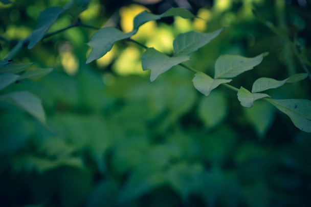 branche d'arbre Bush avec des feuilles vertes sur fond flou avec effet de fraîcheur printanière - Photo, image