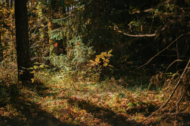 Pine forest in sunlight. Mystical forest natural background - Foto, Imagen