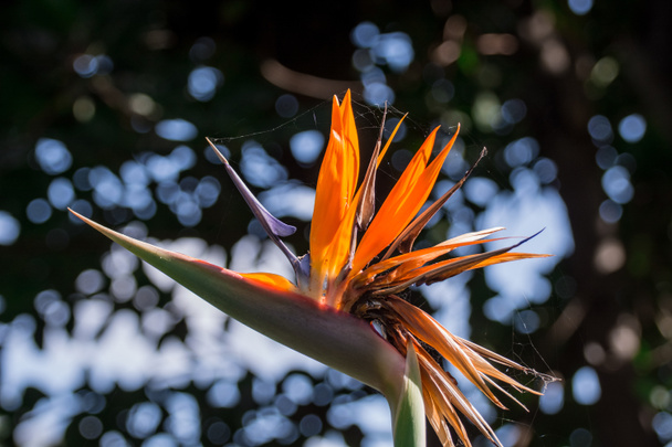 Strelitzia Reginae fiore primo piano (uccello del paradiso fiore
) - Foto, immagini