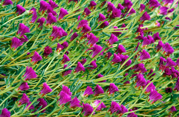 Kuvio violetti kukkia
 - Valokuva, kuva