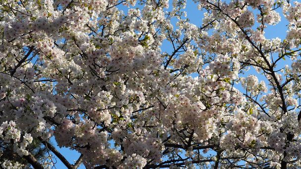 Białe kwiaty wiśni. Drzewa Sakura rozkwitają w Meguro Ward Tokyo Japan od marca do kwietnia. Drzewa wiśni pełne kwitną doskonale nadają się do zwiedzania i festiwali. Sakura kwiaty z 5 płatków. - Zdjęcie, obraz